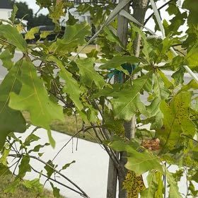 Photo of the plant species Water Oak by @HeirFlax85 named Emerson on Greg, the plant care app