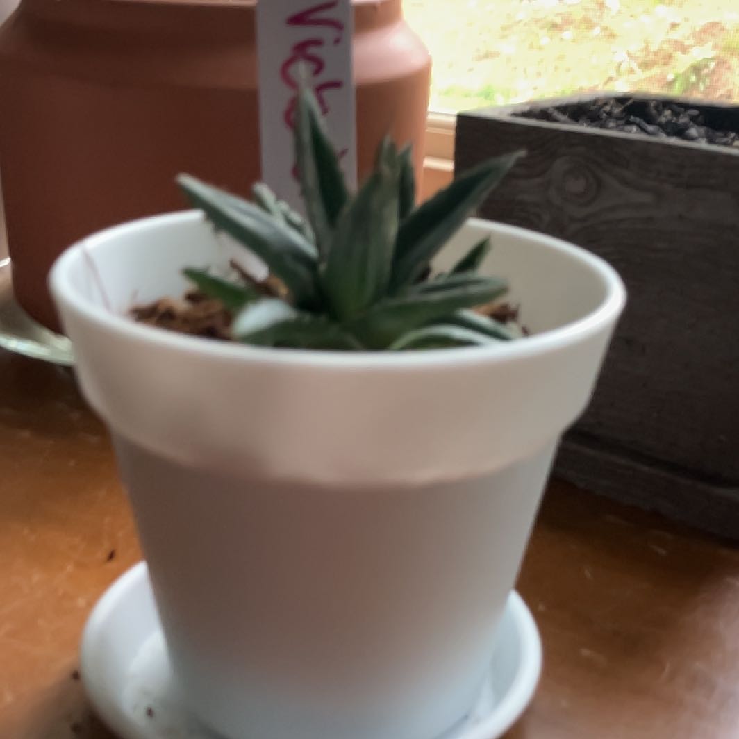 Photo of the plant species Queen Victoria Agave 'Porcupine' by @HotDyebush83 named Bruce Lee on Greg, the plant care app