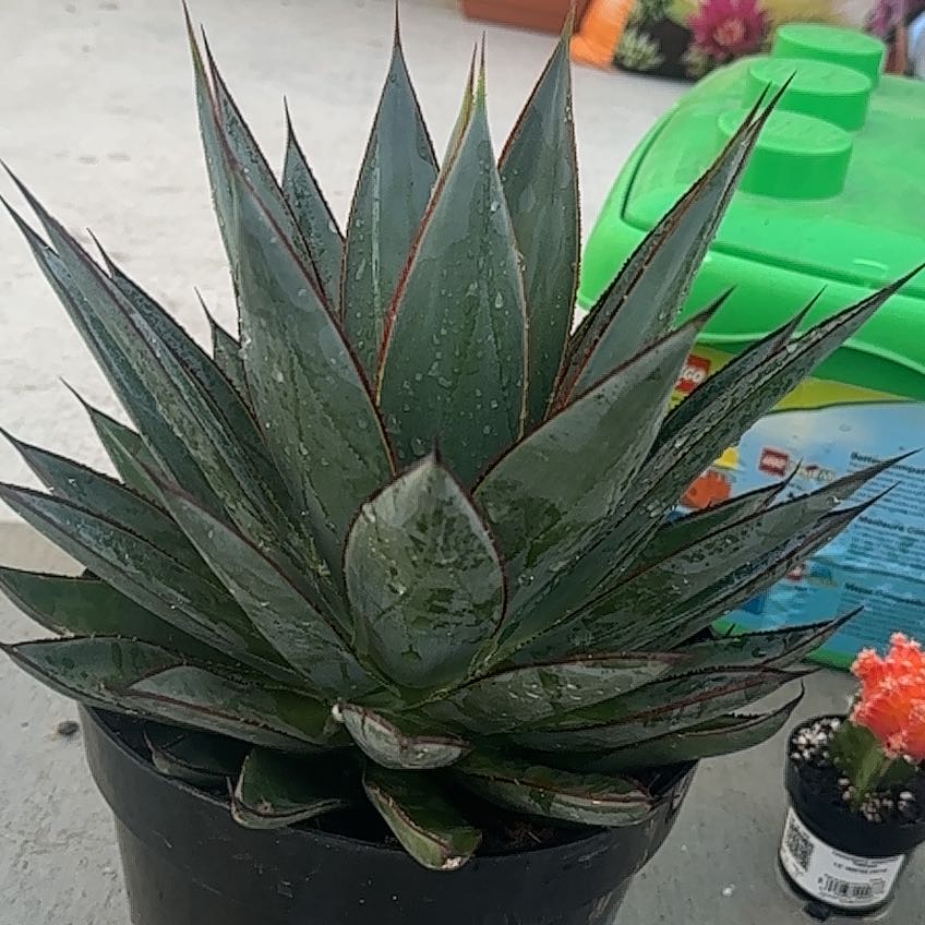 Photo of the plant species Blue Agave by @WinCarrot83 named Diana on Greg, the plant care app