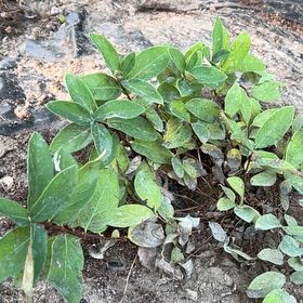 Photo of the plant species Berry Blue Honeyberry by @TenableIvygourd named Osmo on Greg, the plant care app