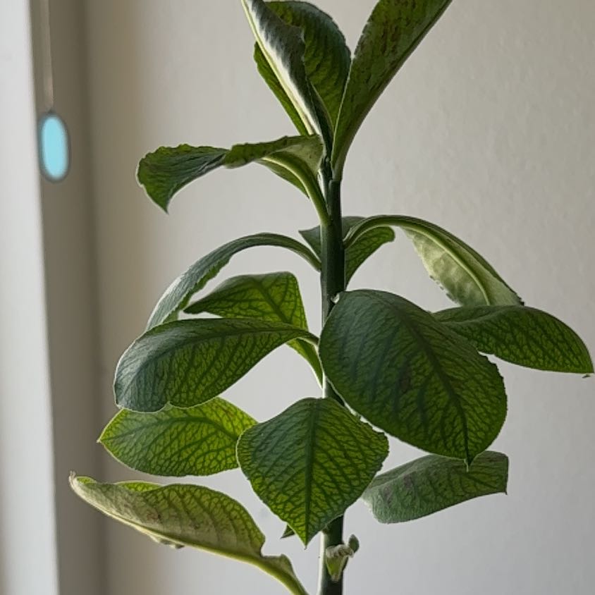 Photo of the plant species African Milk Bush by @JustifiedQuince named Harmony on Greg, the plant care app