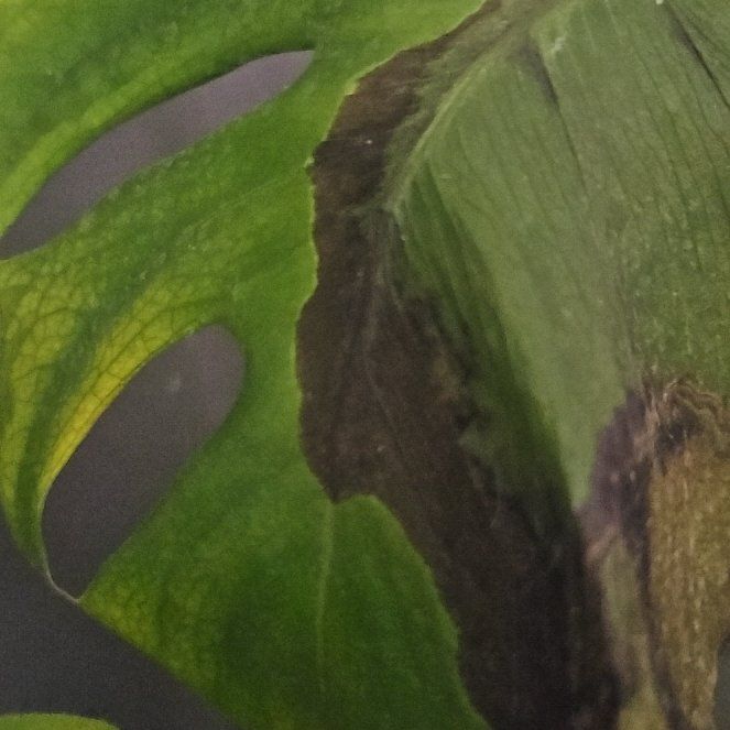 Photo of the plant species Dragon Arum by @FunCat49 named Achilles on Greg, the plant care app