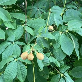 Photo of the plant species Bottlebrush Buckeye by @HappyBlueech52 named Osmo on Greg, the plant care app