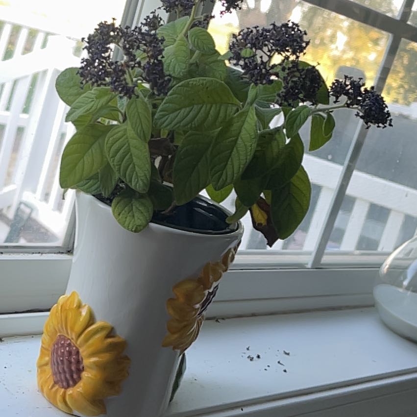 Plant care for Fragrant Delight Heliotrope on Greg, the plant care app