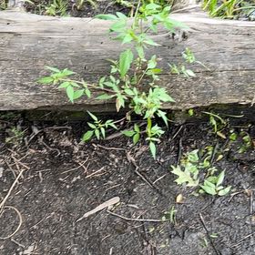 Photo of the plant species Devil's Beggartick by @KeyGuzmania80 named Bieber on Greg, the plant care app