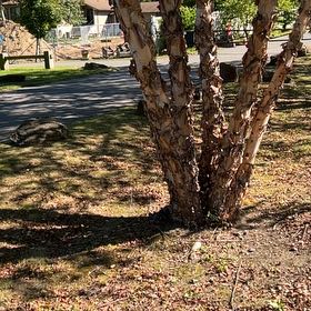 Photo of the plant species River Birch by @KeyGuzmania80 named Clooney on Greg, the plant care app