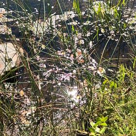 Photo of the plant species Water-Shield by @KeyGuzmania80 named Tree Diddy on Greg, the plant care app