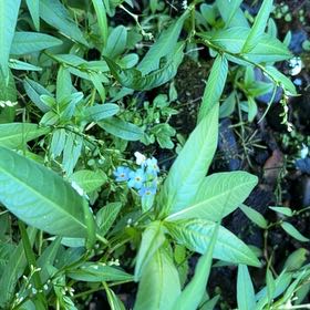 Photo of the plant species True Forget-Me-Not by @KeyGuzmania80 named Hamilton on Greg, the plant care app