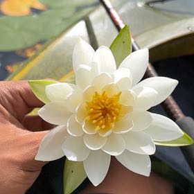 Photo of the plant species American White Waterlily by @KeyGuzmania80 named Lebron on Greg, the plant care app