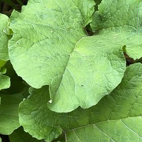 Photo of the plant species Great Burdock by @KeyGuzmania80 named Orwell on Greg, the plant care app