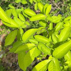 Photo of the plant species Asclepias Curassavica by @KeyGuzmania80 named Bella on Greg, the plant care app