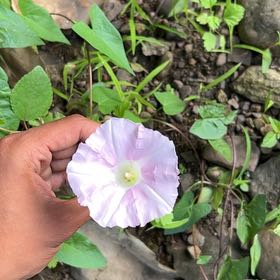 Photo of the plant species Bugle Vine by @KeyGuzmania80 named Queen on Greg, the plant care app