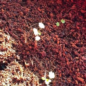 Photo of the plant species Common Snowberry by @QueenPepino20 named LiloStitch on Greg, the plant care app
