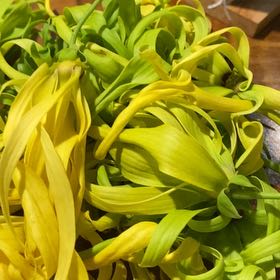 Photo of the plant species Glacier Lily by @IconMizuna24 named Bruce Lee on Greg, the plant care app