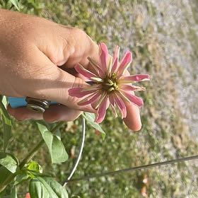 Photo of the plant species Peruvian Zinnia by @SuppleRainbow named Orwell on Greg, the plant care app