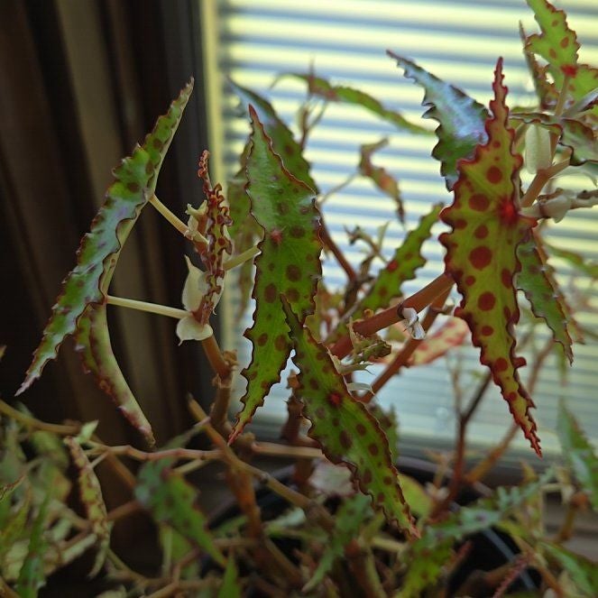 Photo of the plant species Butterfly Begonia by @joesJungle named Butterfly begonia on Greg, the plant care app