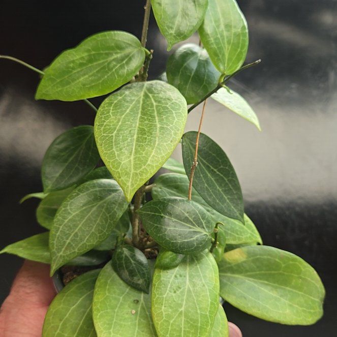 Photo of the plant species Hoya Amore by @joesJungle named Prince on Greg, the plant care app