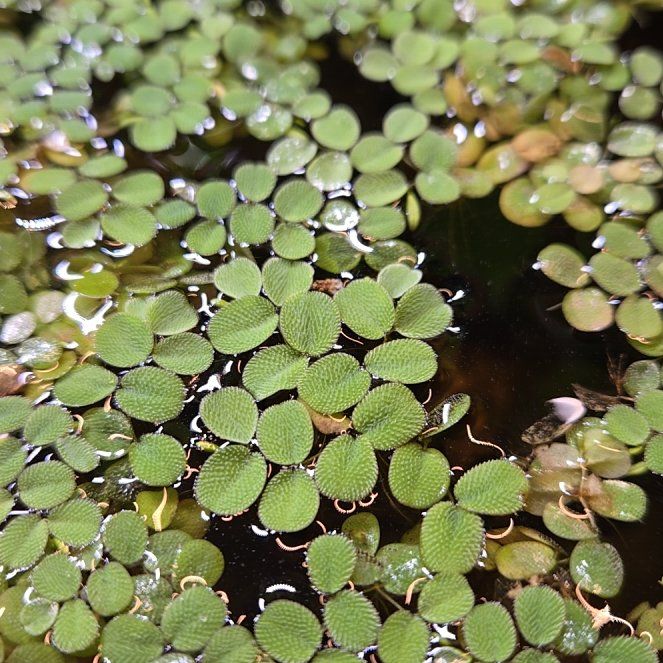 Photo of the plant species Water Spangles by @joesJungle named Floter on Greg, the plant care app