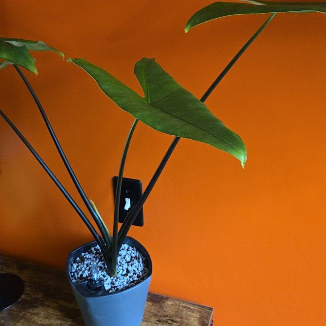 Photo of the plant species alocasia black zebrina by @joesJungle named Blackout on Greg, the plant care app
