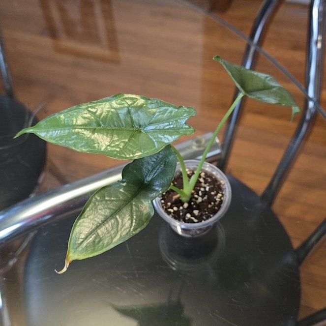 Photo of the plant species Alocasia dragons breath by @joesJungle named Dragons Breath on Greg, the plant care app