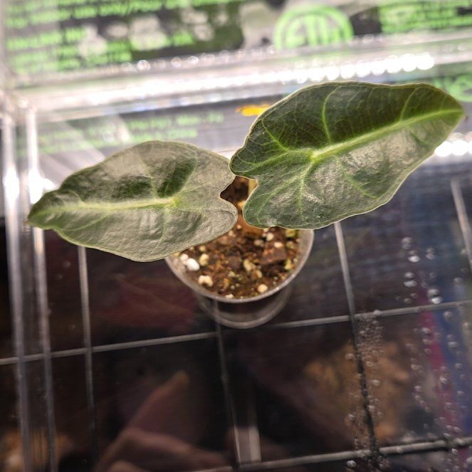 Photo of the plant species Alocasia Purpley by @joesJungle named Purpley on Greg, the plant care app