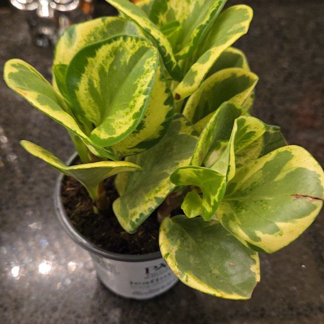 Photo of the plant species Variegated Red Edge Peperomia by @joesJungle named Salt and pepper on Greg, the plant care app