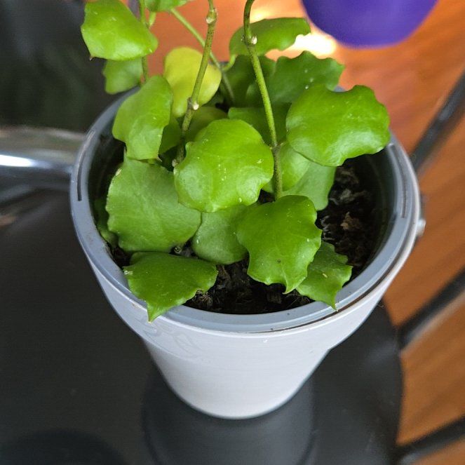 Photo of the plant species Hoya endauensis by @joesJungle named Orwell on Greg, the plant care app