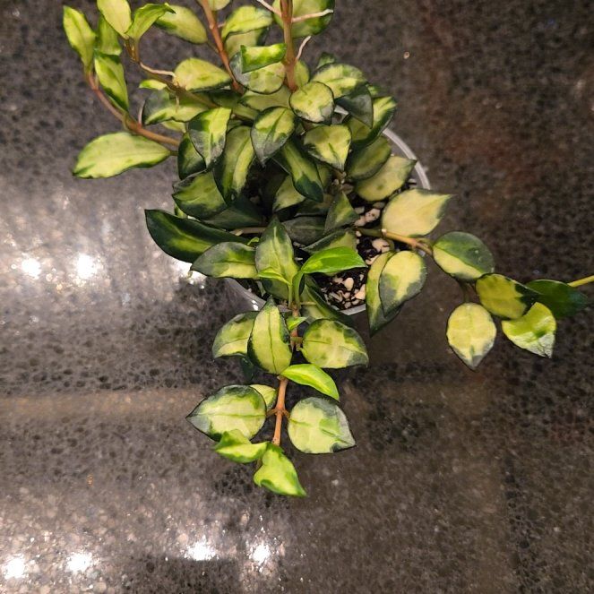 Photo of the plant species Hoya lacunosa ‘Bruno Tricolor' by @joesJungle named Bruno on Greg, the plant care app