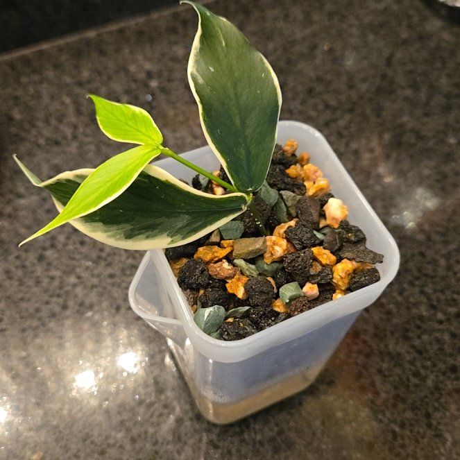 Photo of the plant species Hoya Poly Albo by @joesJungle named Polyneura on Greg, the plant care app