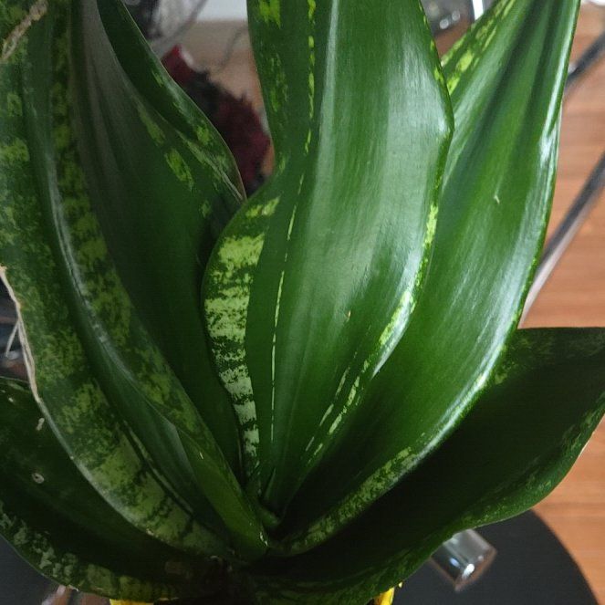 Photo of the plant species Whitney Sansevieria by @joesJungle named Houston on Greg, the plant care app