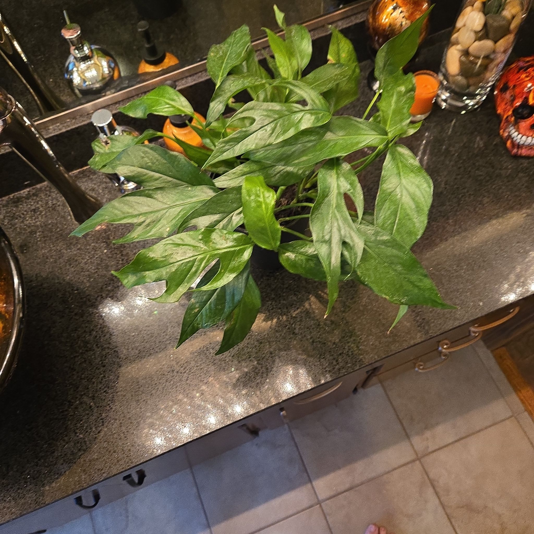 Photo of the plant species baltic blue pothos by @joesJungle named Baltic blue on Greg, the plant care app
