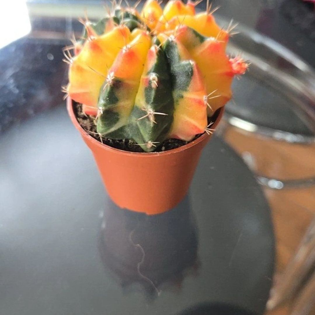 Photo of the plant species Variegated Moon Cactus by @joesJungle named Moon on Greg, the plant care app