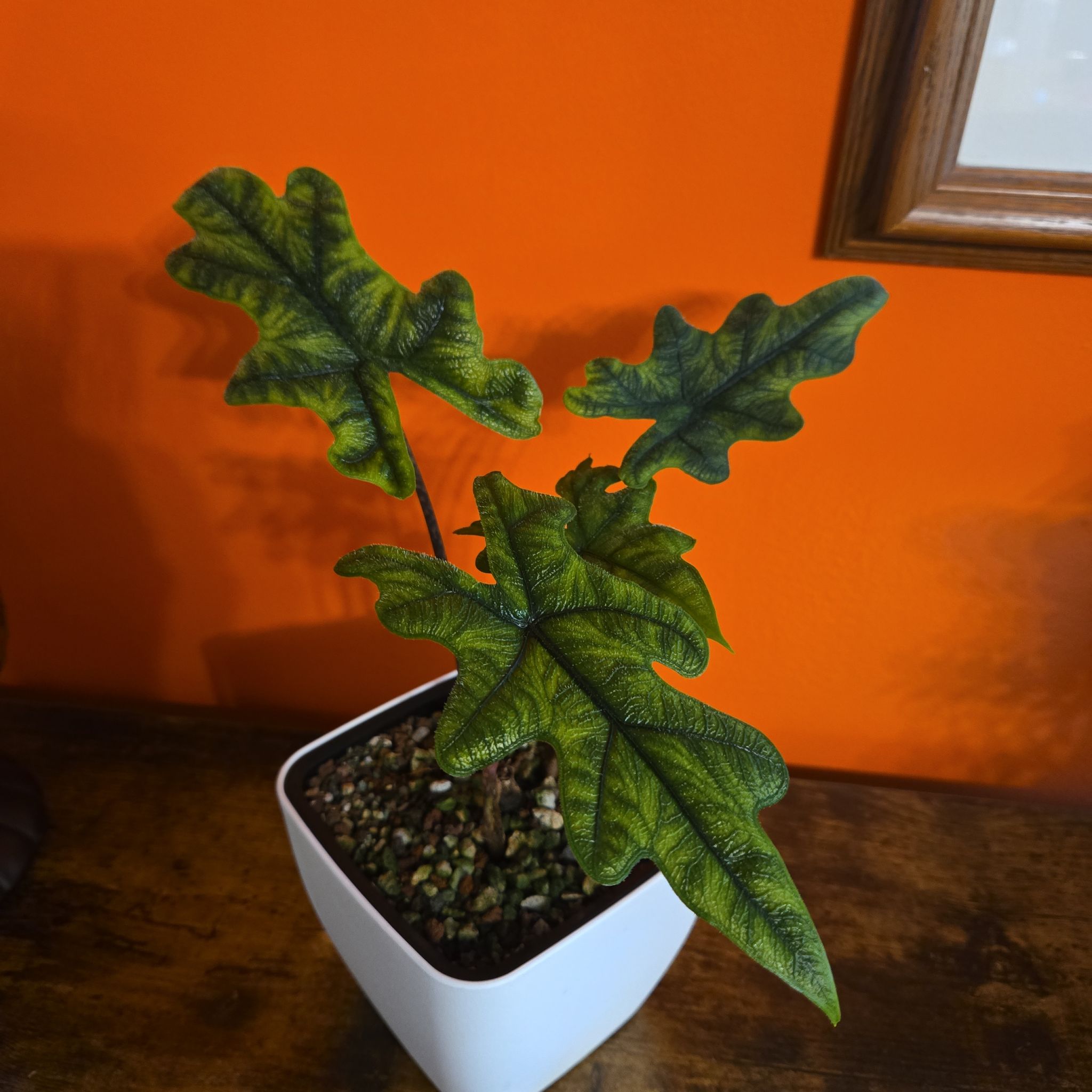 Photo of the plant species alocasia jacklyn by @joesJungle named Jacklyn on Greg, the plant care app