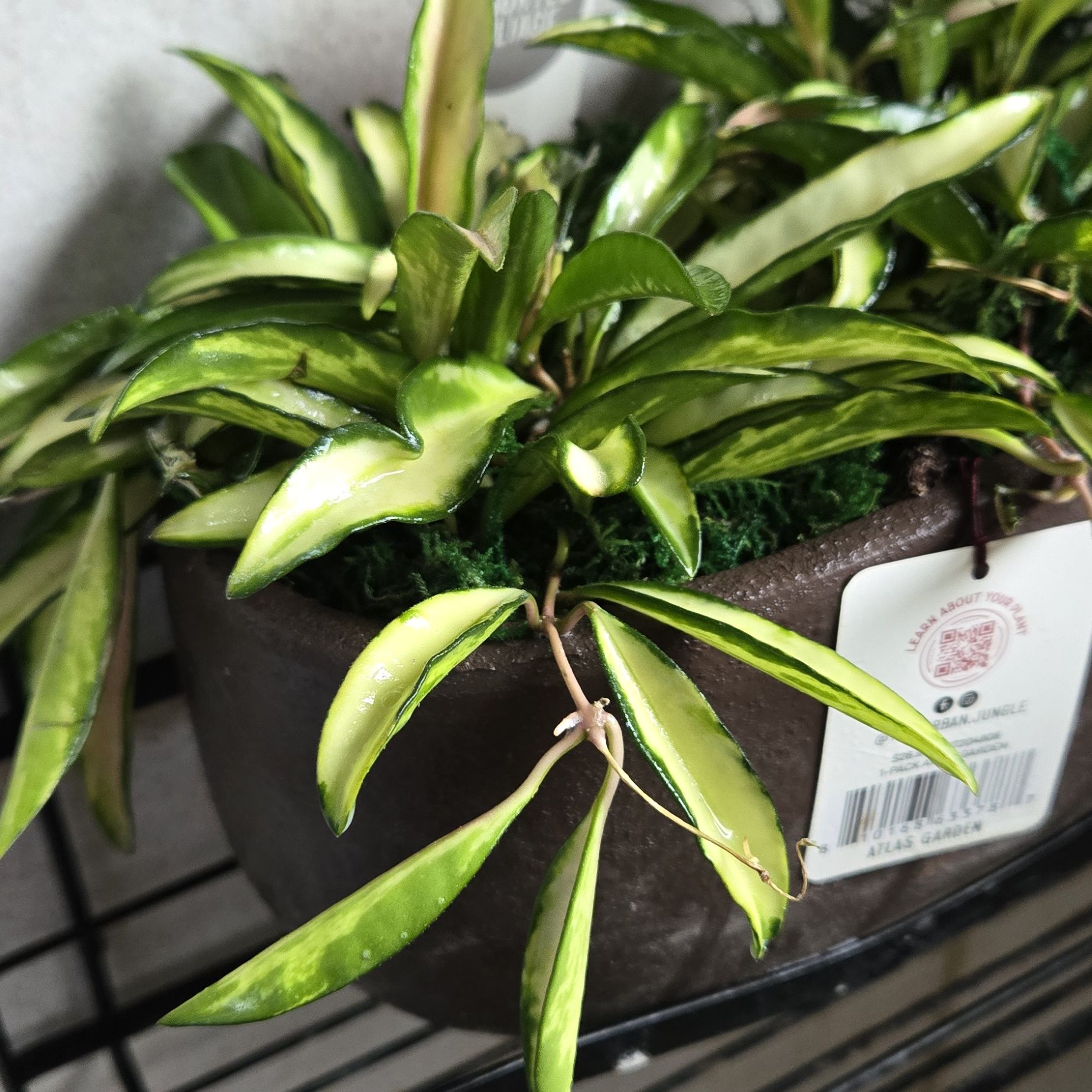 Photo of the plant species variegated hoya wayetii by @joesJungle named Wayetii on Greg, the plant care app