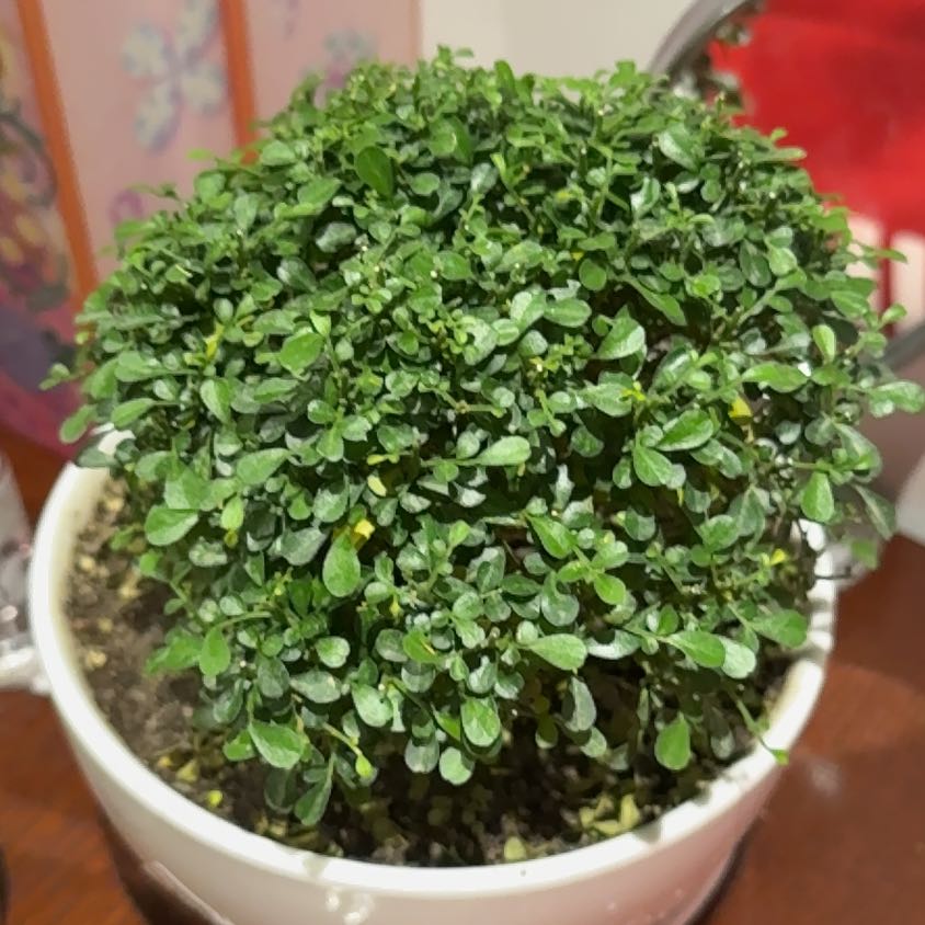 Photo of the plant species Variegated Orange Jasmine by @SirLithops57 named Hana on Greg, the plant care app