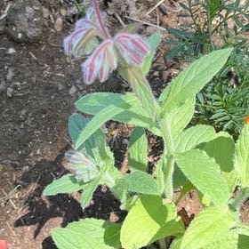 Photo of the plant species Borage by @JollyMingfern79 named Einstein on Greg, the plant care app