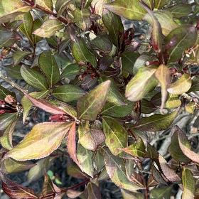 Photo of the plant species Japanese Andromeda by @JollyMingfern79 named Madonna on Greg, the plant care app