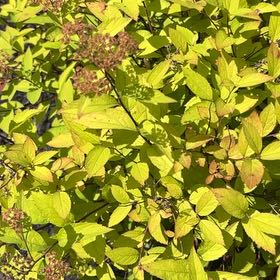 Photo of the plant species Japanese Meadowsweet by @JollyMingfern79 named Spike Leaves on Greg, the plant care app