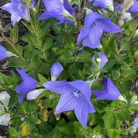 Photo of the plant species Balloon-Flower by @JollyMingfern79 named Elle on Greg, the plant care app
