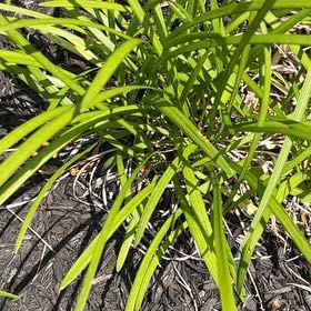 Photo of the plant species Three-Cornered Leek by @JollyMingfern79 named Figyonce on Greg, the plant care app