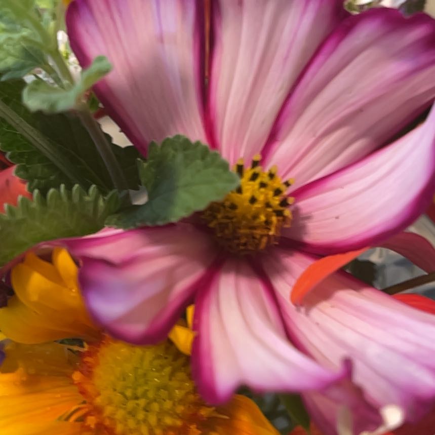 Photo of the plant species Garden Cosmos by @JollyMingfern79 named Baesil on Greg, the plant care app
