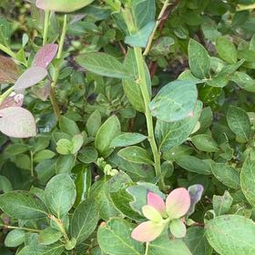 Photo of the plant species American Blueberry by @JollyMingfern79 named Kylie on Greg, the plant care app