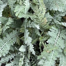 Photo of the plant species Fernleaf Yarrow by @JollyMingfern79 named Bodhi on Greg, the plant care app