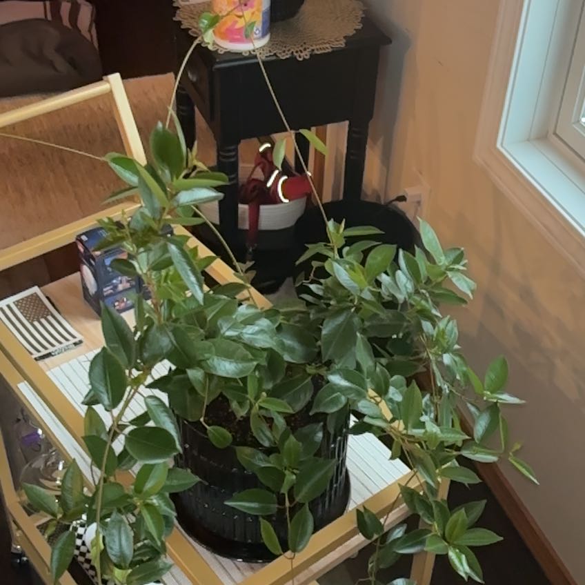 Photo of the plant species Dipladenia Madinia® Deep Red by @ChirpyLemon27 named Diana on Greg, the plant care app