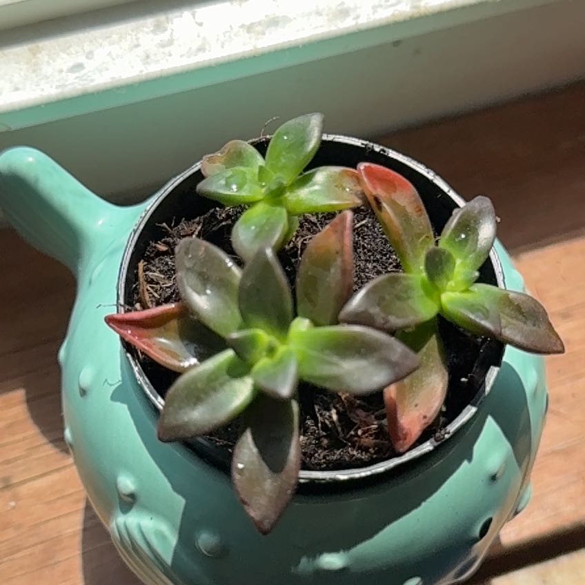 Photo of the plant species Echeveria compressicaulis by @SturdyMendoza named Willow on Greg, the plant care app
