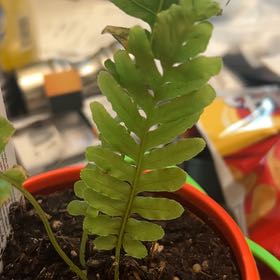 Photo of the plant species Wing Fern by @FitOleaster43 named Aria on Greg, the plant care app