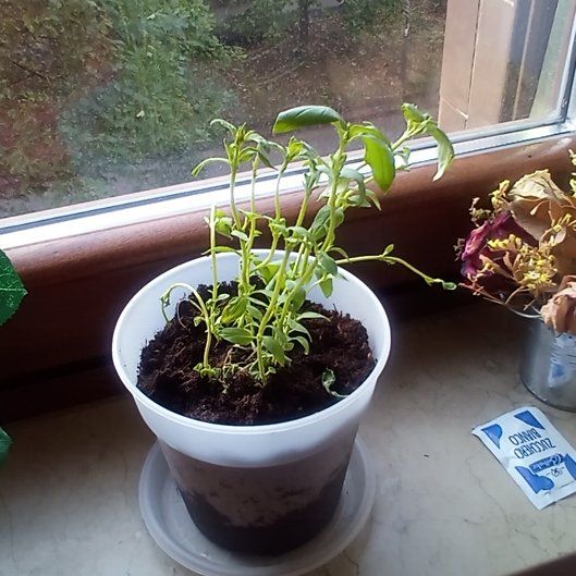 Photo of the plant species Lemon Basil by @ZarfComet67 named Queen on Greg, the plant care app