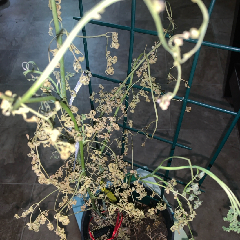 Photo of the plant species Common Rue by @DollBeech61 named Gobi on Greg, the plant care app