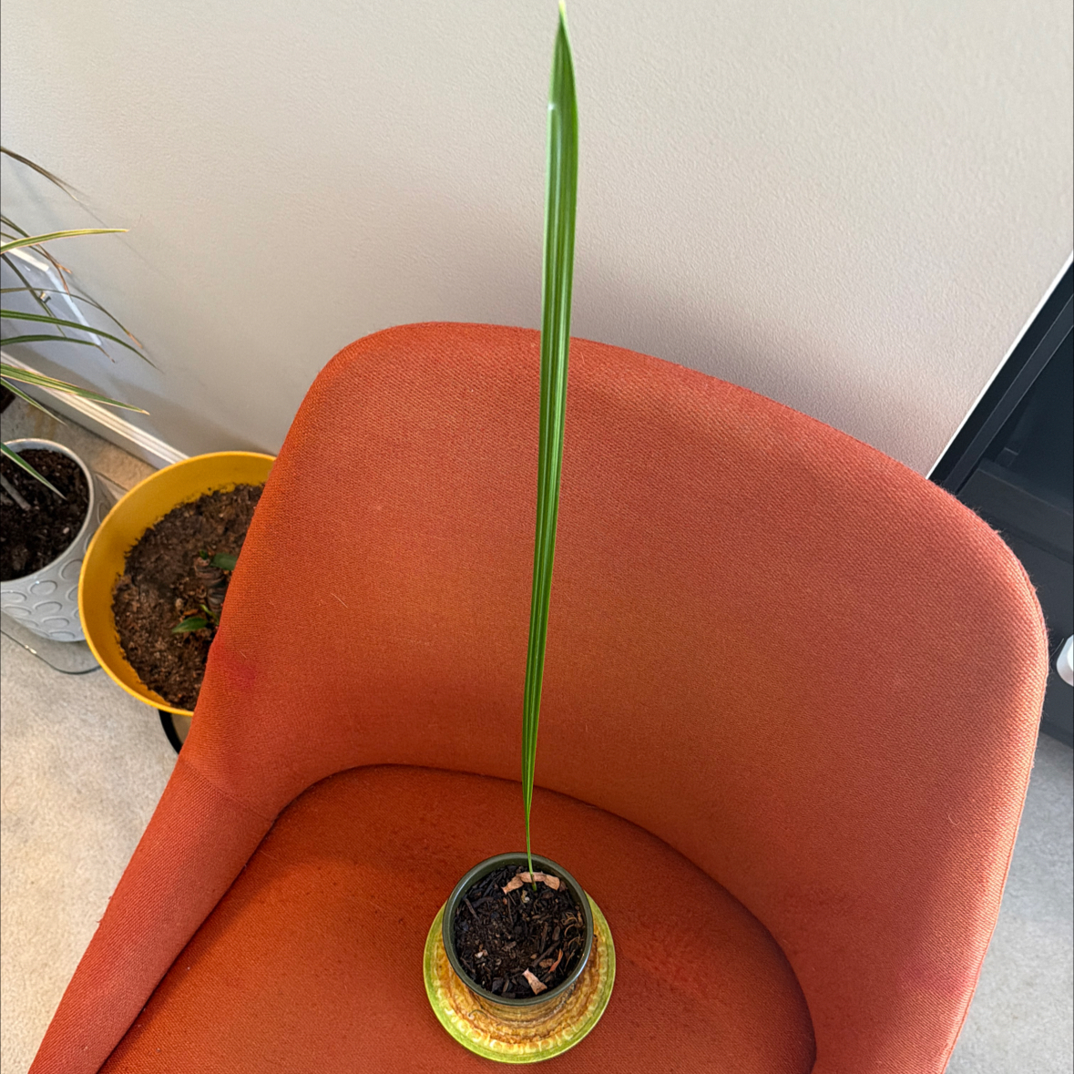 Photo of the plant species Date Palm Tree by Mimi named Henrietta (from seed) on Greg, the plant care app