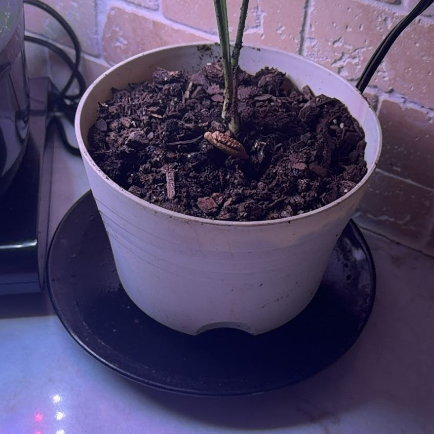Photo of the plant species Date Palm Tree by Mimi named Einstein on Greg, the plant care app